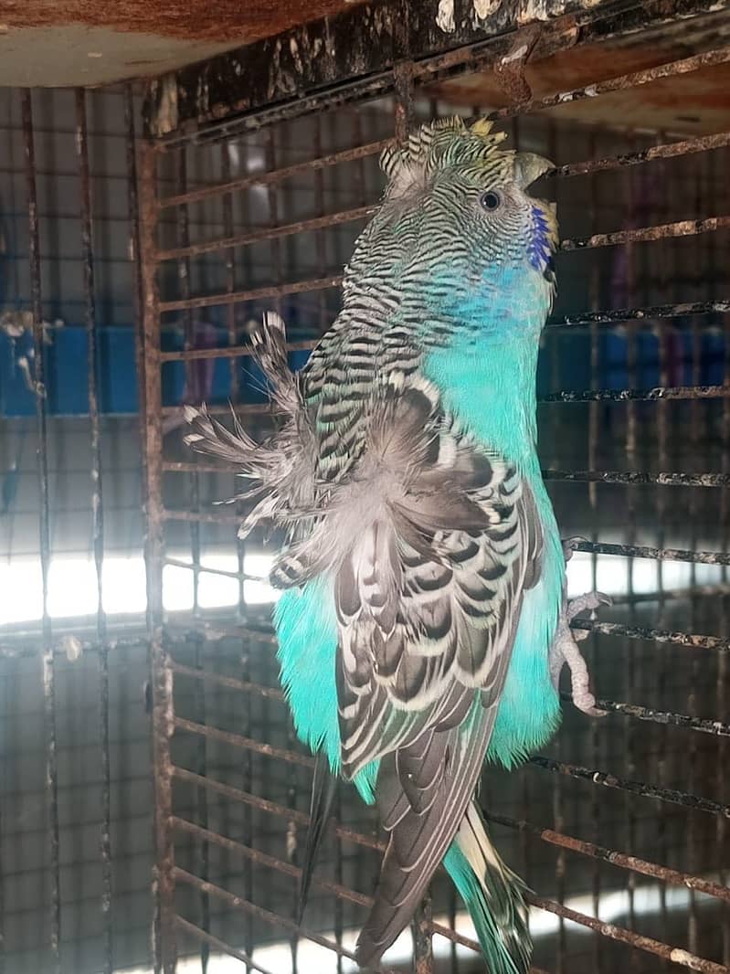 Exi patha female free 6