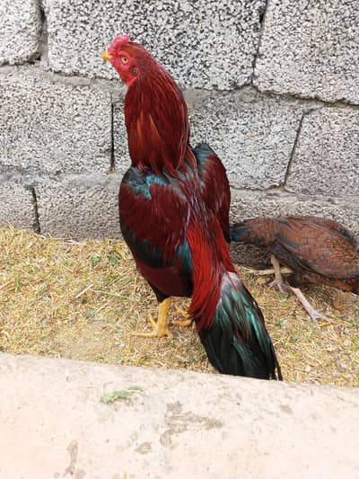 03365673298 baus sa guraze Kara