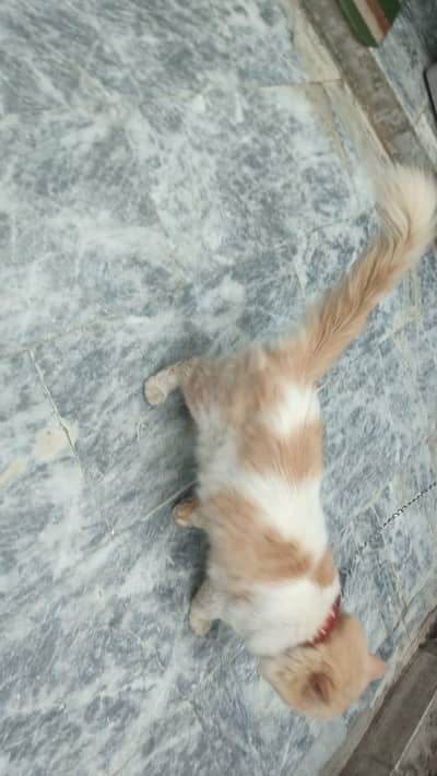 Persian cat for sale