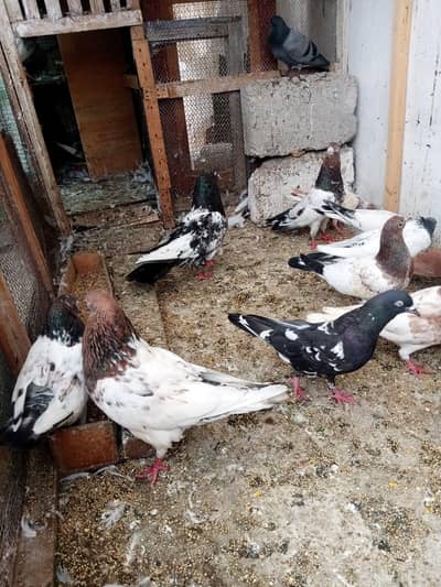 Kabutar for sale urjent Rampuri    Hambarsiry  Pigeons Available.