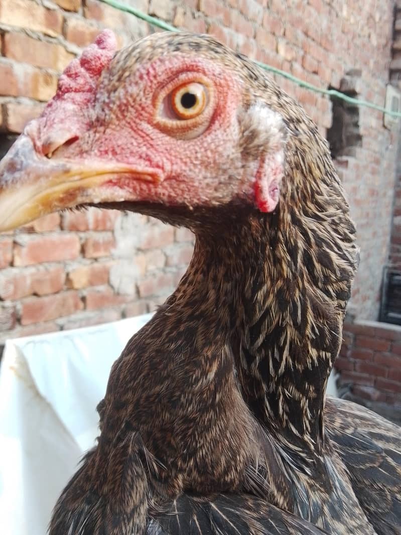 Aseel Pathan Murghi – Strong F Blood Line - Hens - 1109889746