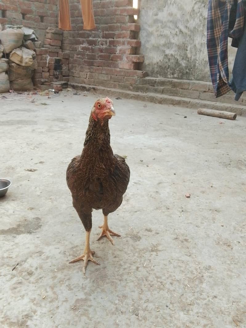 Aseel Pathan Murghi – Strong F Blood Line - Hens - 1109889746