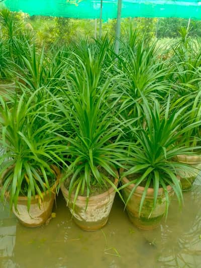 All plant's available Reasonble Price