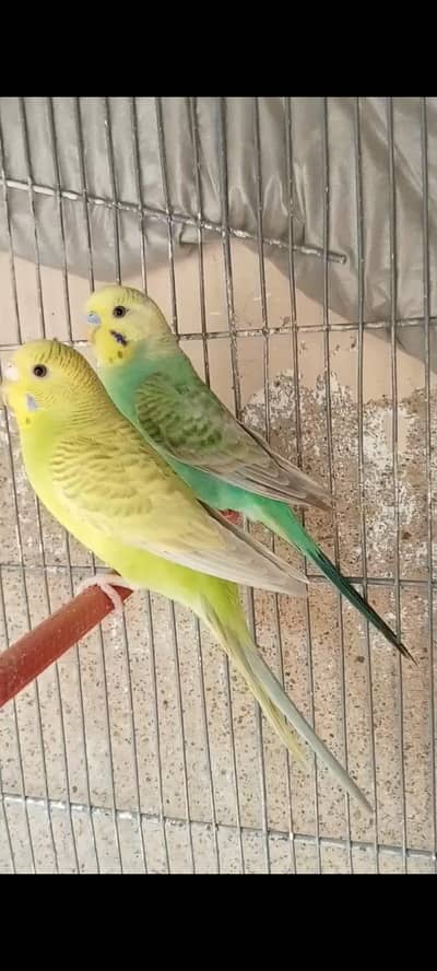 Rainbow budgies