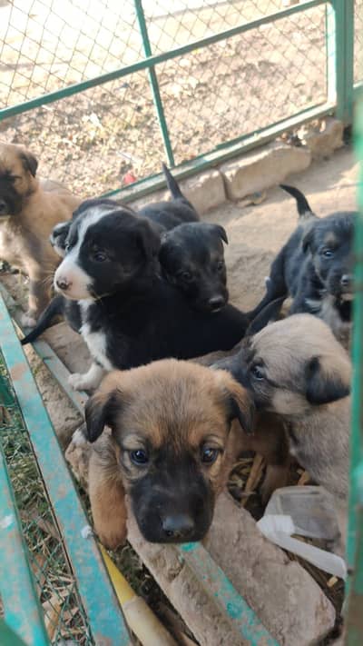 Baby dogs for sale