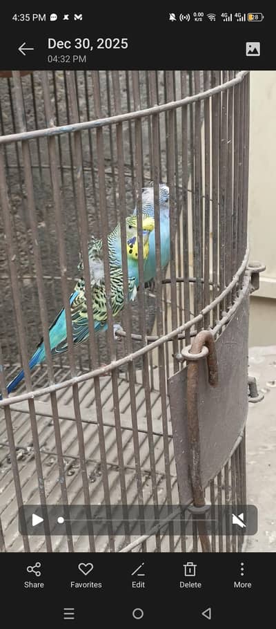 hoporomo and crusted bugies