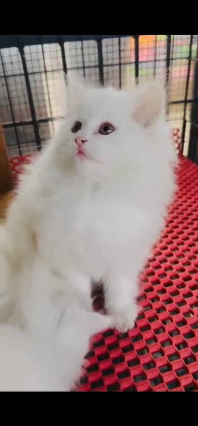 Quality Persian Punch face cat & kitten =03065316938=Whatsapp