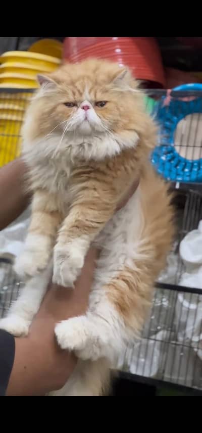 Quality Persian Punch face cat & kitten =03065316938=Whatsapp