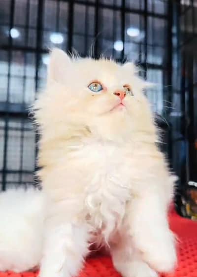 Persian cat kitten for sale my WhatsApp 03126762031