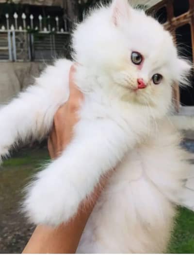 Persian kitten available