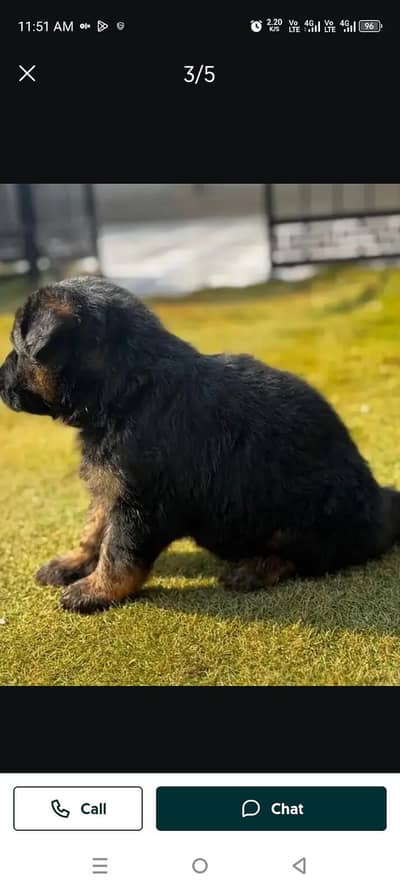 Jarman Shepard breed available