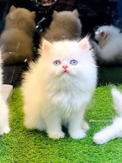 Persian cat kitten for sale my WhatsApp 03126762031