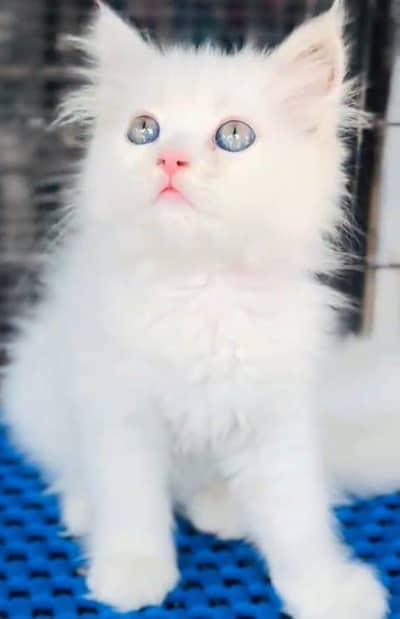 Persian cat kitten for sale my WhatsApp 03126762031