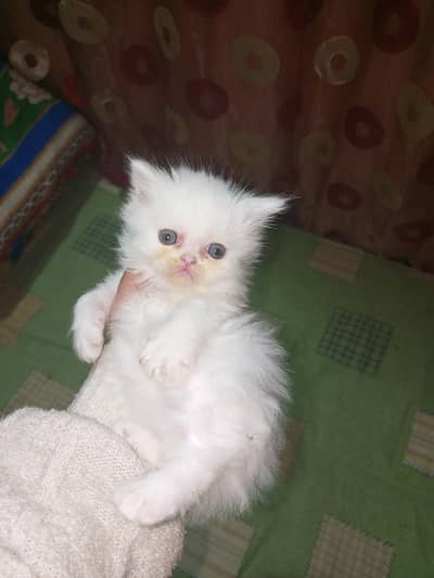 Persian kittens
