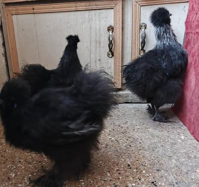 Black Silkie Trio | Coco Silkie Male