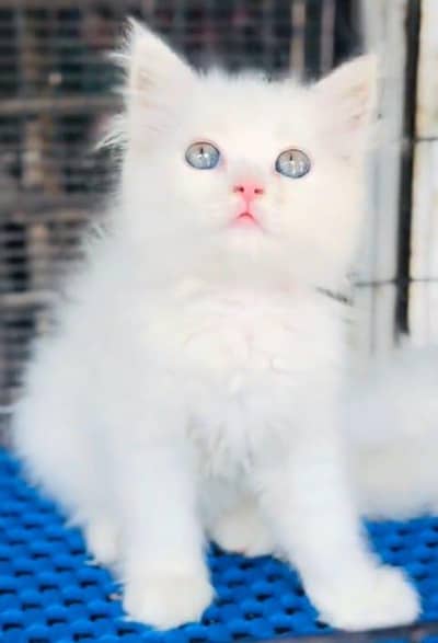 Persian cat kitten for sale my WhatsApp 03126762031