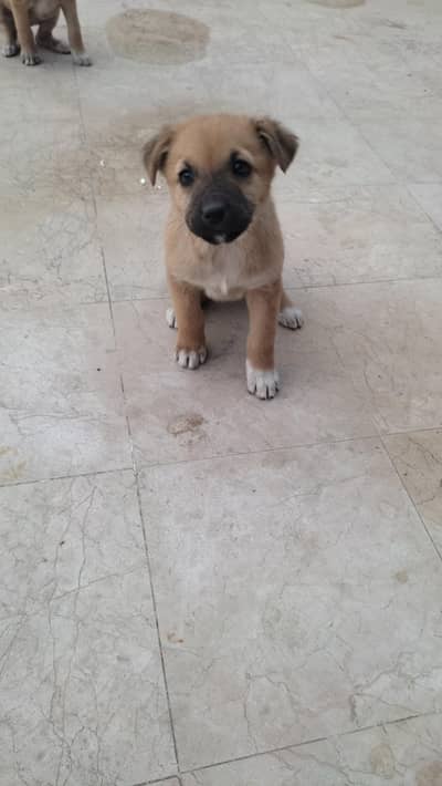 Mix of German shepherd and Indian Native Pariah dog