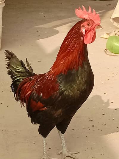 Golden Misri Murgha for Sale