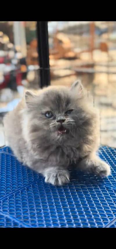 Persian cat kitten for sale my WhatsApp 03126762031