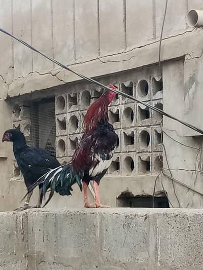 aseel amroha short 0size amroha very best