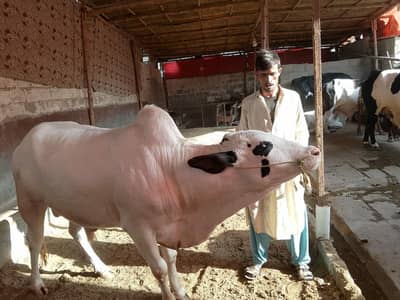 nukra , chinna , sahiwal ,cholistani