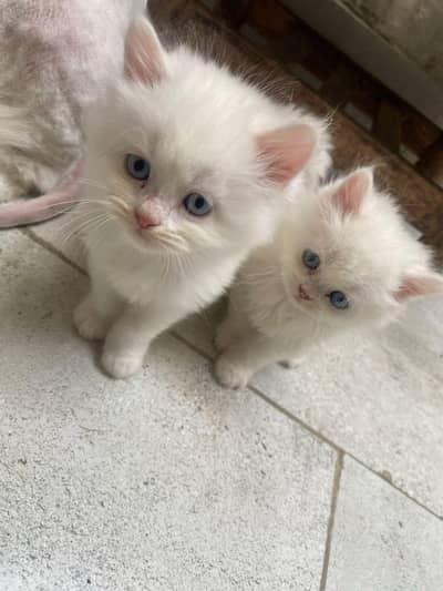 Persian kitten for urgent sale my WhatsApp number 032869729ten