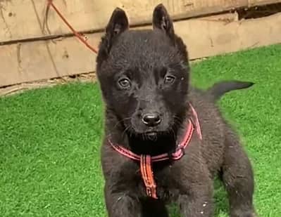 balek shepherd male for sale available