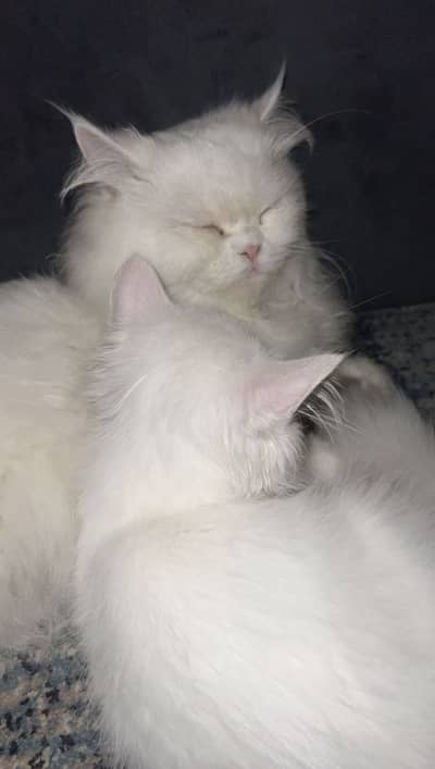 2 Persian cats