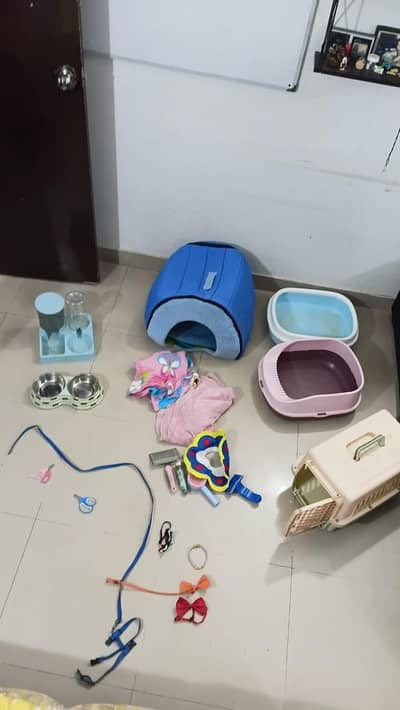 everything you need for a cat