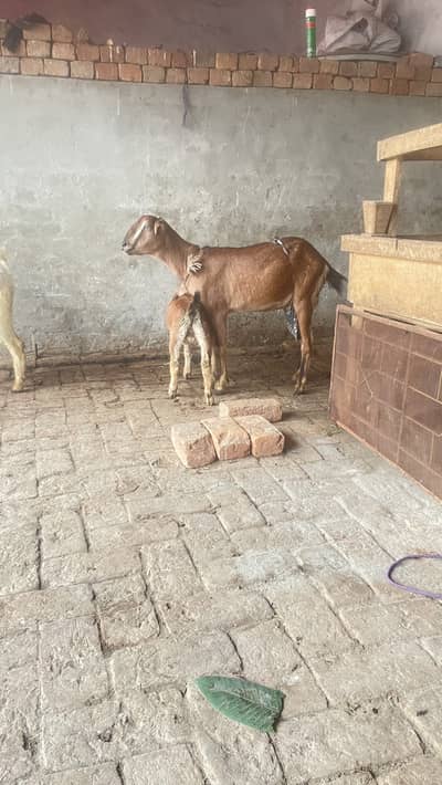 Tedy goat for sale with 2 kid male