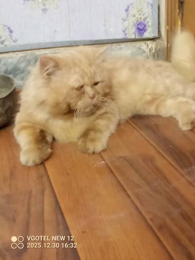 Persian cate for sale