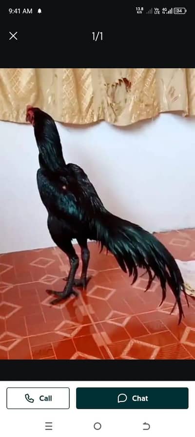 breed aseel heera my WhatsApp number 03410473472