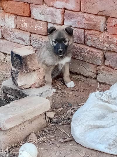 Female German shepherd puppy