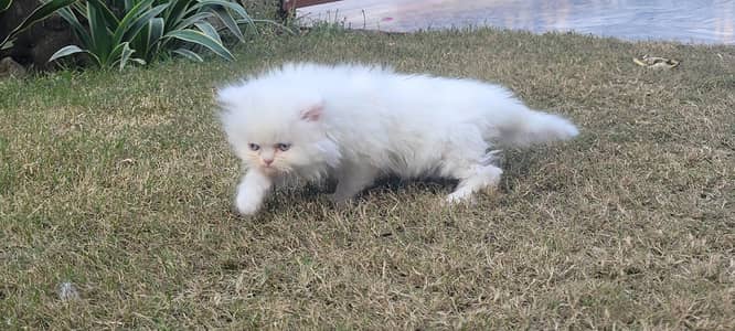 Tripple Coated Persian Kitten