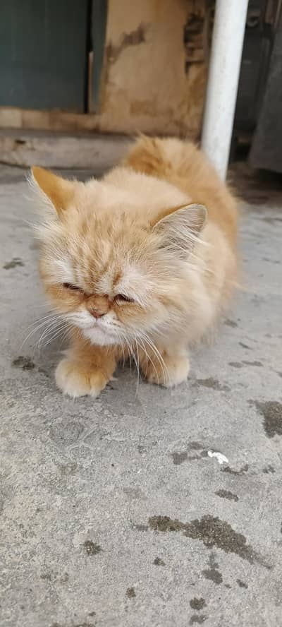 persian cat