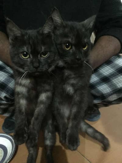 adorable home raised kittens 