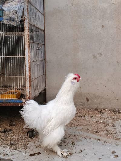 Silkie Rooster