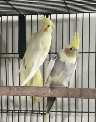 Cockatiel pair