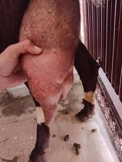 Beetal Goat with female kid  , Taazi soon bakri , bakri , (03168333128