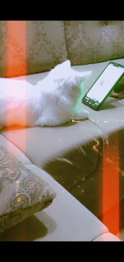 White Persian Cat With Odd Eyes