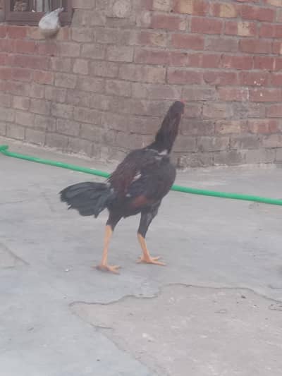 One mianwali murga or sindi murgi   pair