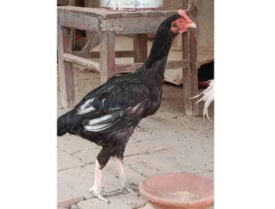 Aseel Bengum for sale