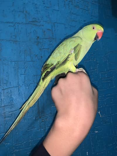 Ringneck train parrot