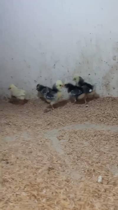 KOSHAMO/COCOPOLISH/BUFF/SILKY/HEERA/AYAMCEMANI/MILIFLOWER/SEBRIGHT