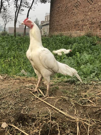 HEERA ASEEL FOE SALE