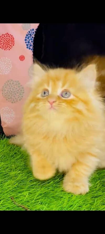 Persian cat kitten for sale my WhatsApp 03126762031
