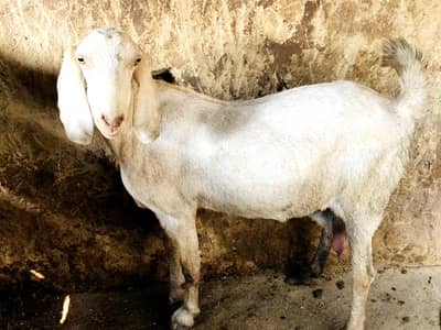 Bakri For sale khaali hai