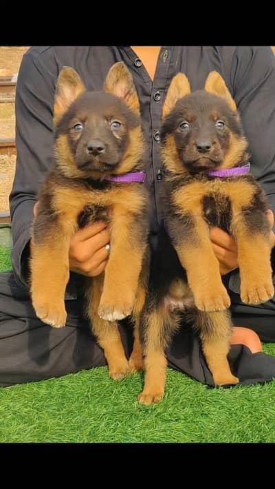 Garman shepherd puppies available hai for sale