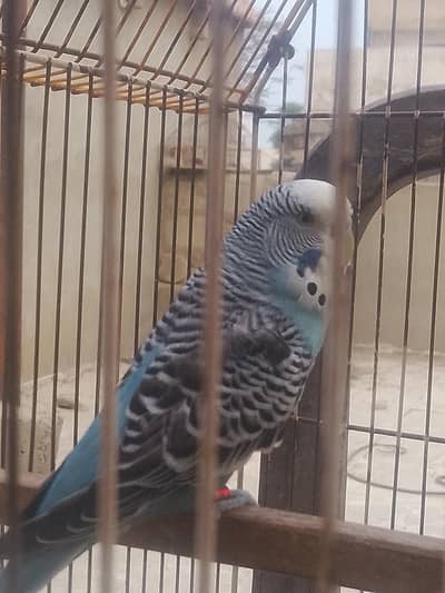 Budgie split Hogoromo and Black Wing and king size