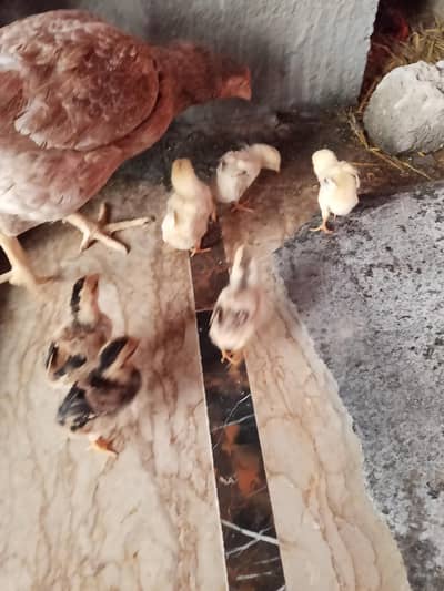 assalamualaikum aseel murgi and 7 baby. father jawa pic attech ha